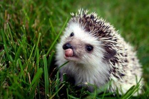 fincsi-volt-az-ebéd-300x199