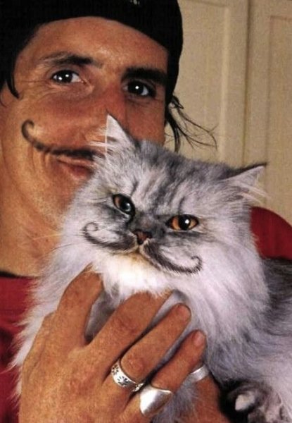 light-bright-cats-mustache-cat--large-msg-130686466374