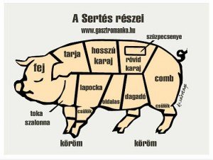 sertes_reszei_img-300x226